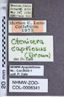 Etiketten zu Proludius captiosus (Brown, 1939) (NHMW-ZOO-COL-0008341)